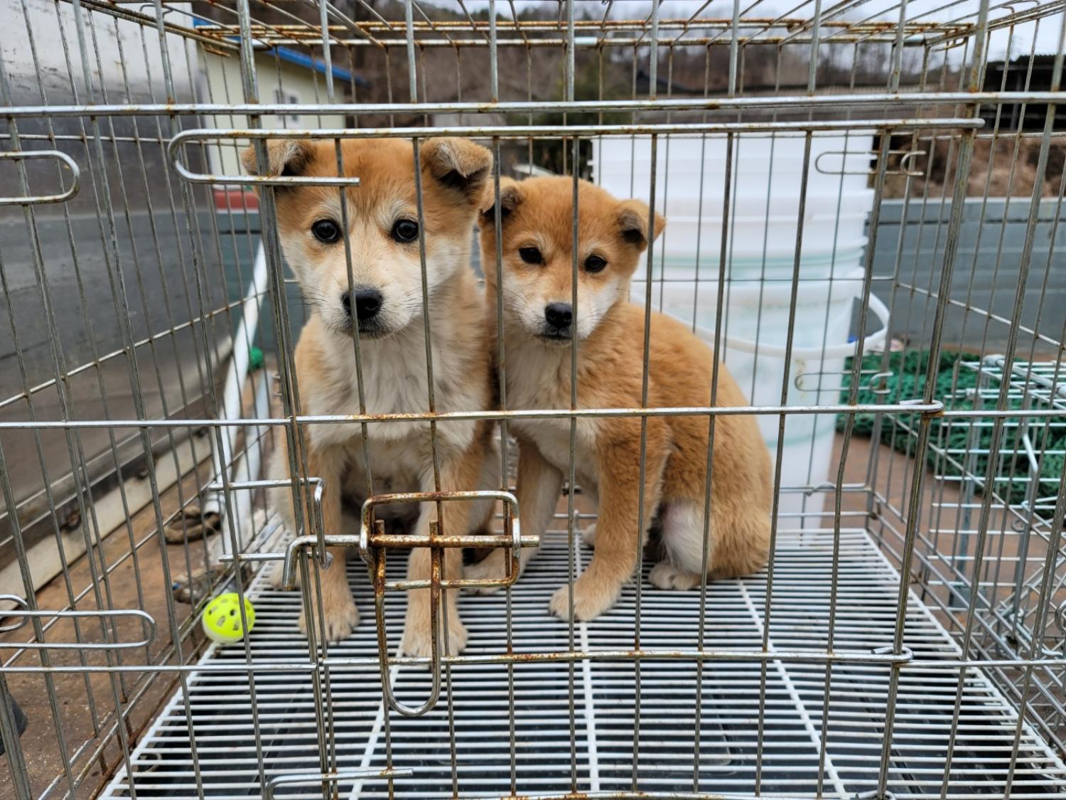종합축산_447512202400068