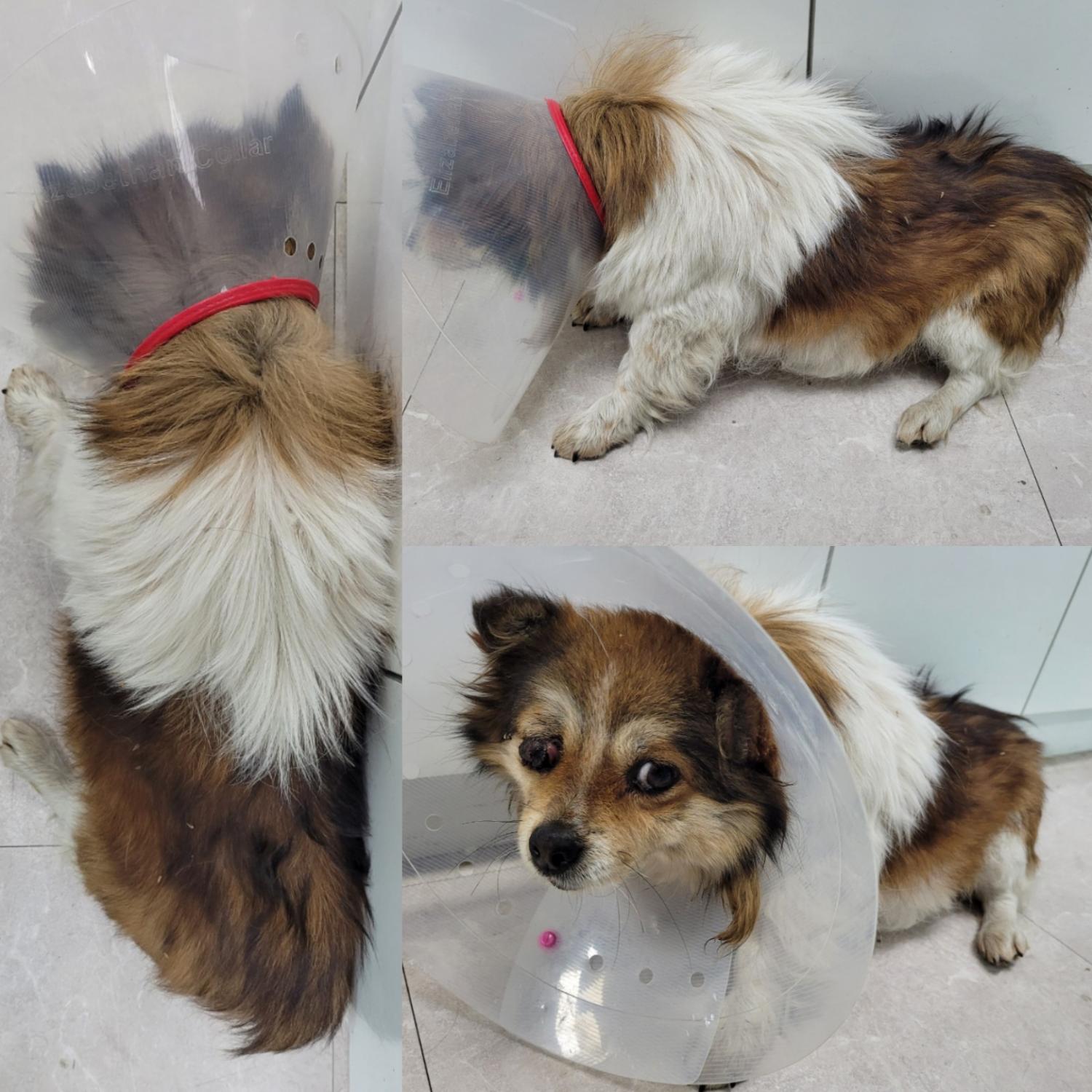 논산시 동물보호센터_444454202400094