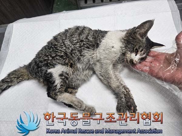 한국동물구조관리협회_411311202400014