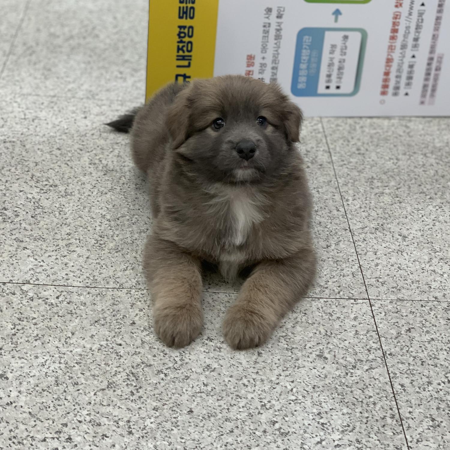 보호중 보더콜리 믹…