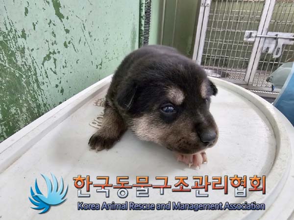 한국동물구조관리협회_441560202400104