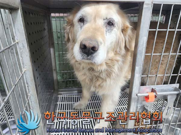 보호중 골든 리트리…