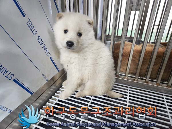 한국동물구조관리협회_441409202400166