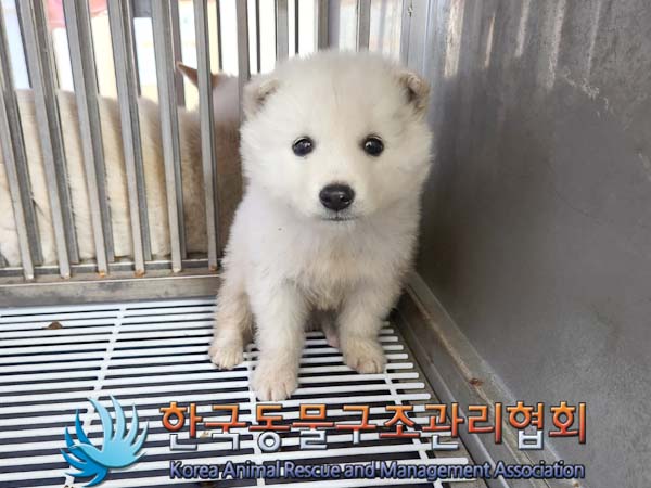 종료(안락사) 믹스…