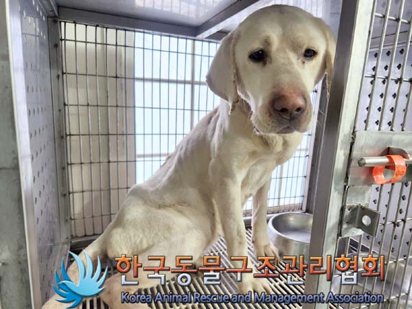 한국동물구조관리협회_441560202400100