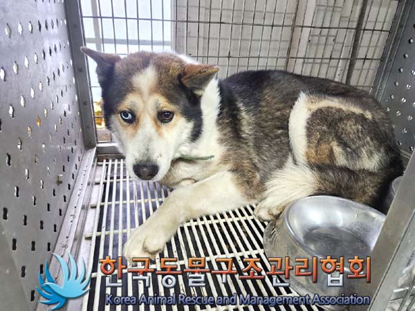 종료(반환) 믹스견…