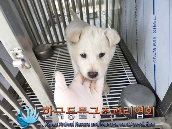 종료(안락사) 믹스…