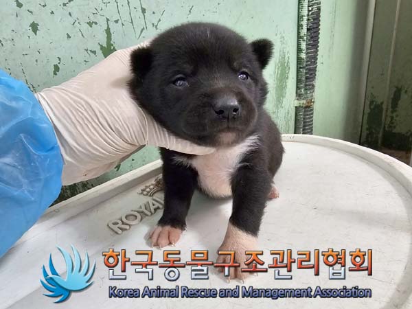 종료(안락사) 믹스…