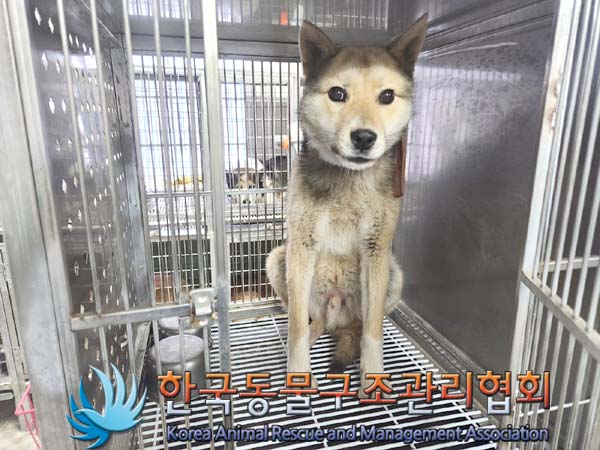 보호중 믹스견의 가…