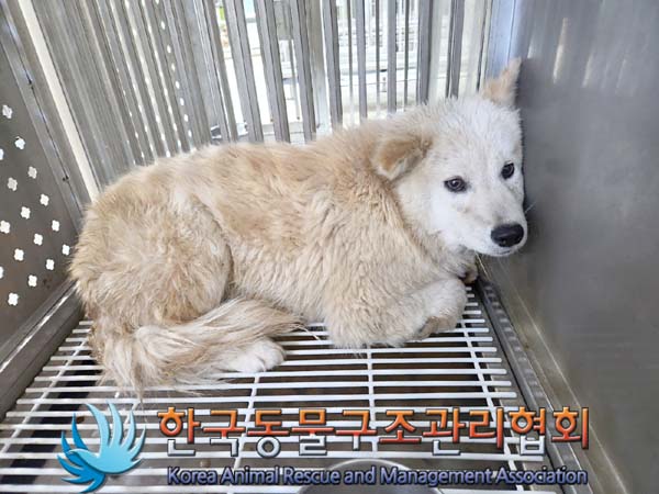 한국동물구조관리협회_441559202400076