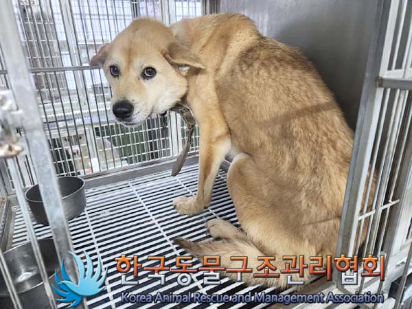 한국동물구조관리협회_441560202400099