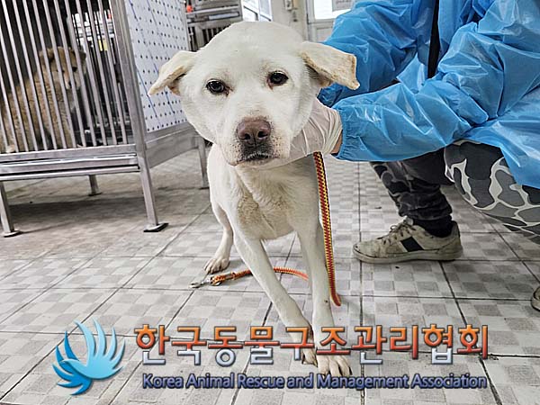 한국동물구조관리협회_441560202400102