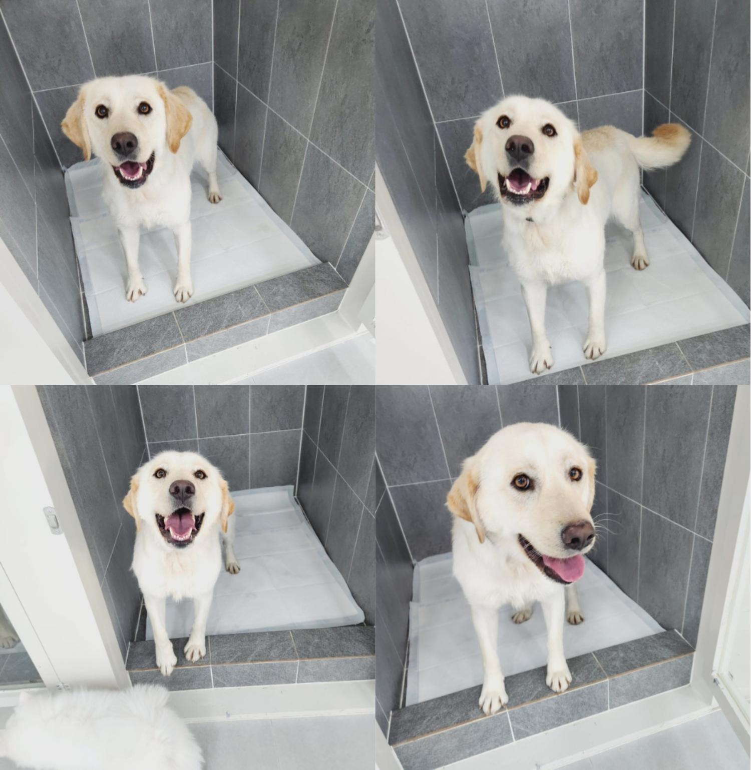 반려동물 입양센터_447508202400037