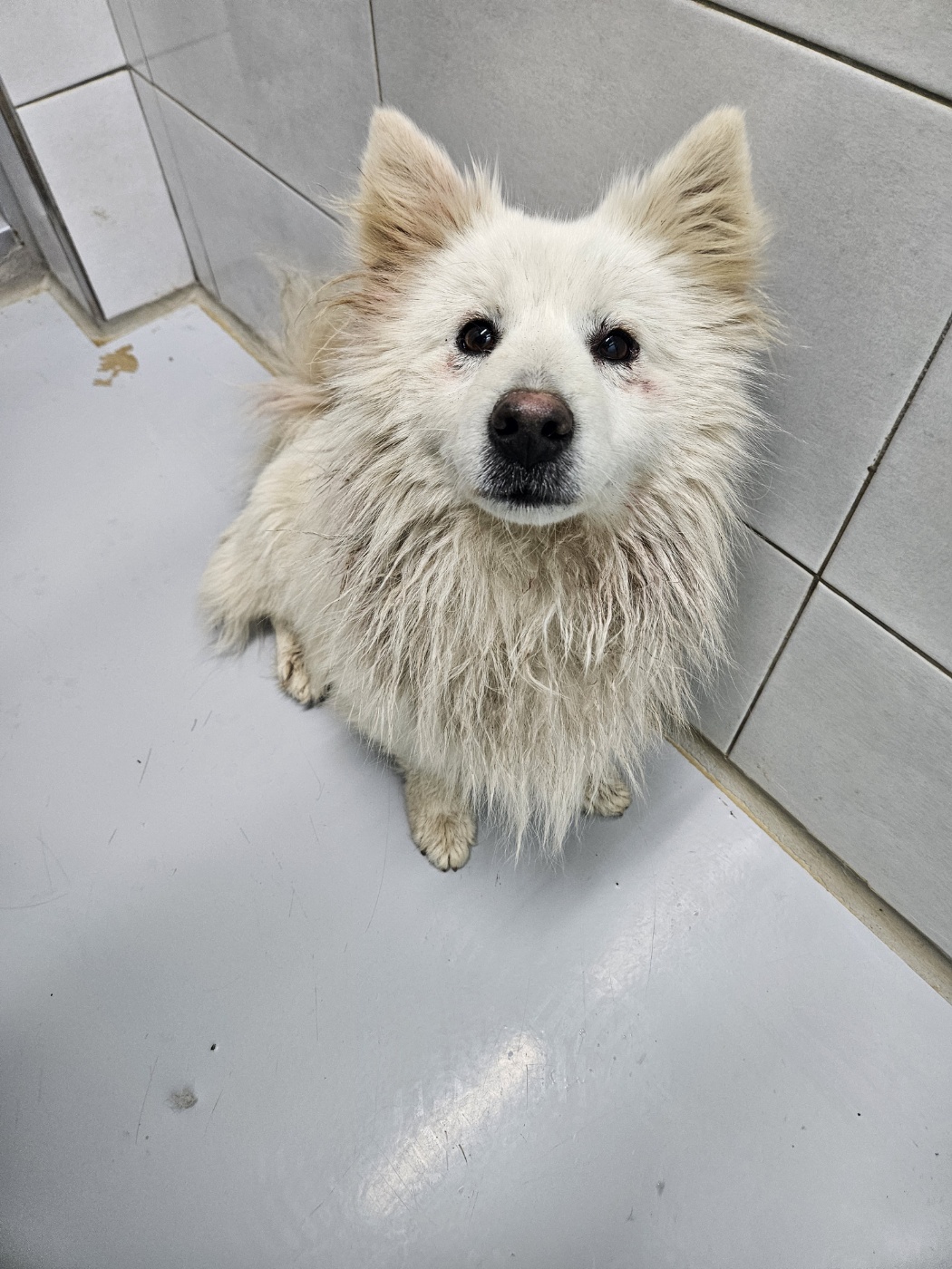 아산동물복지지원센터_444452202400159