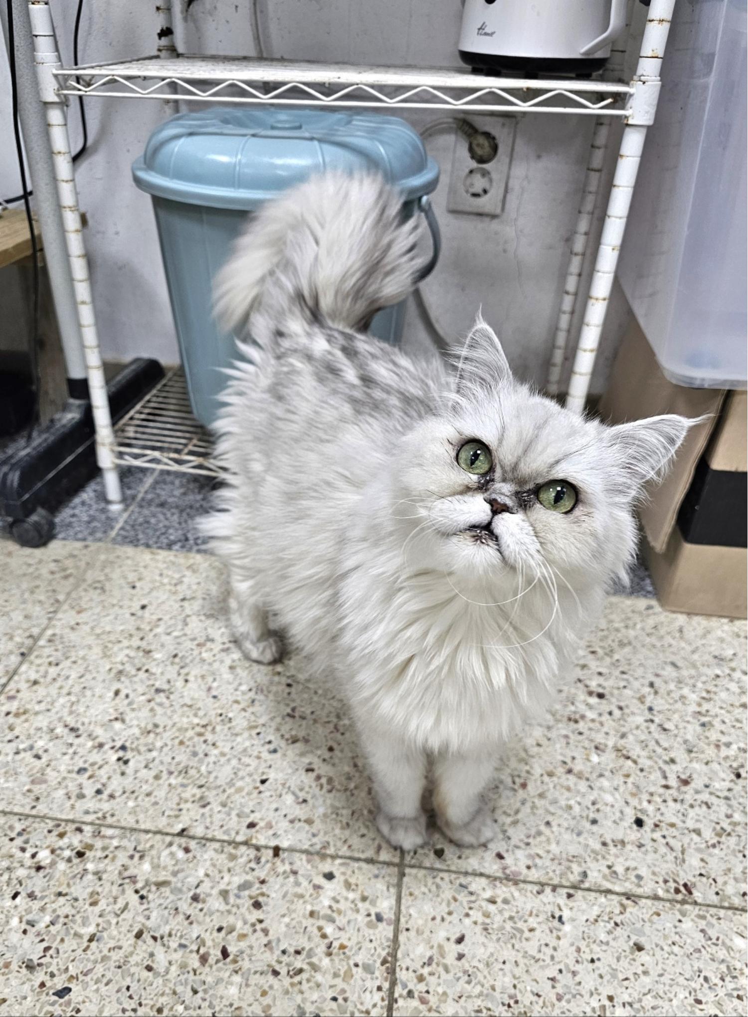 [고양이] 페르시안-페르시안 친칠라 충북-청주-2023-01072 유기동물 배경 이미지 입니다.