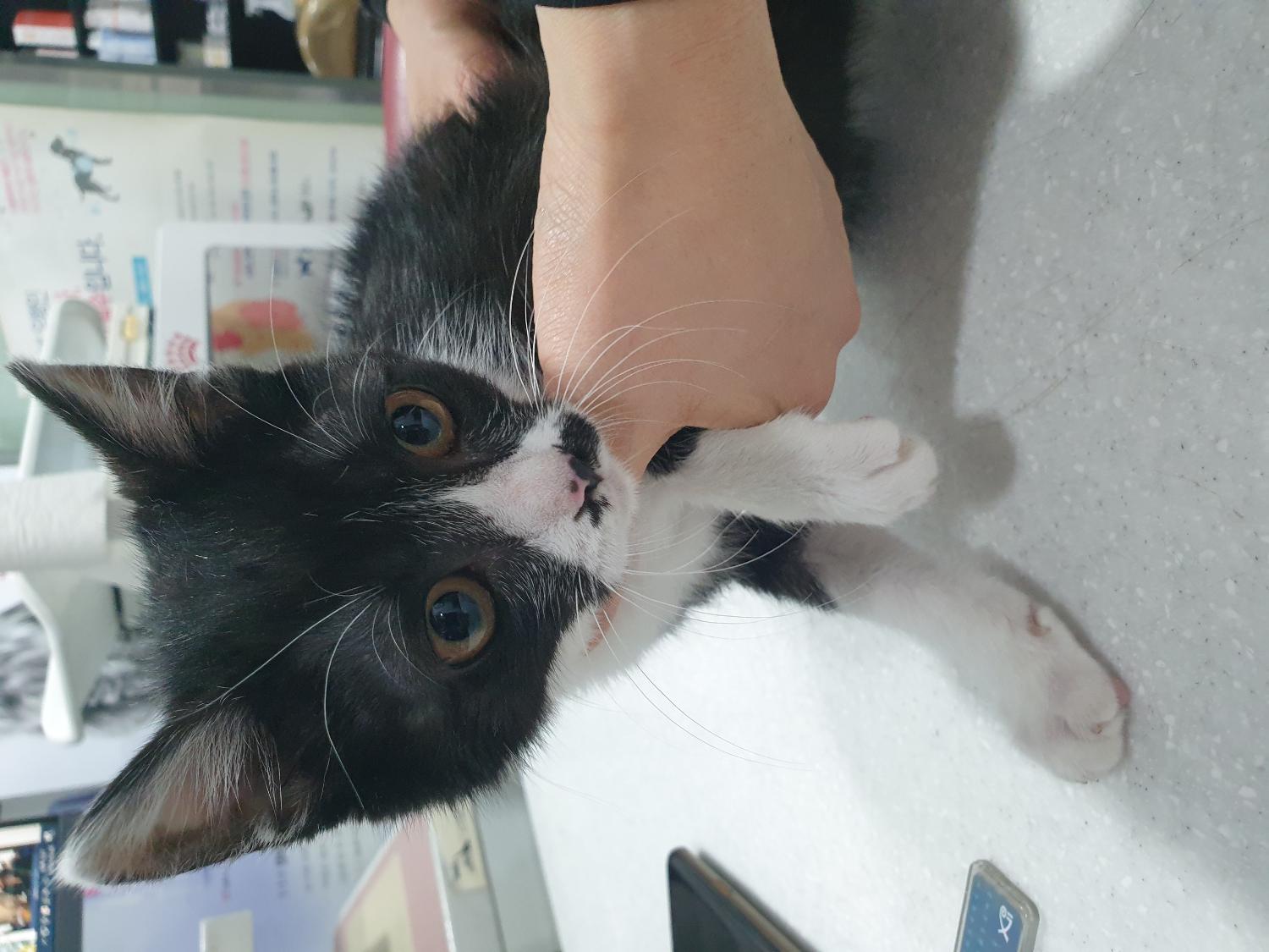 종료(입양) 한국 …