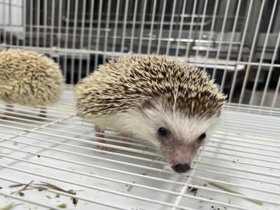 (사)동부동물보호협회_426338202400028
