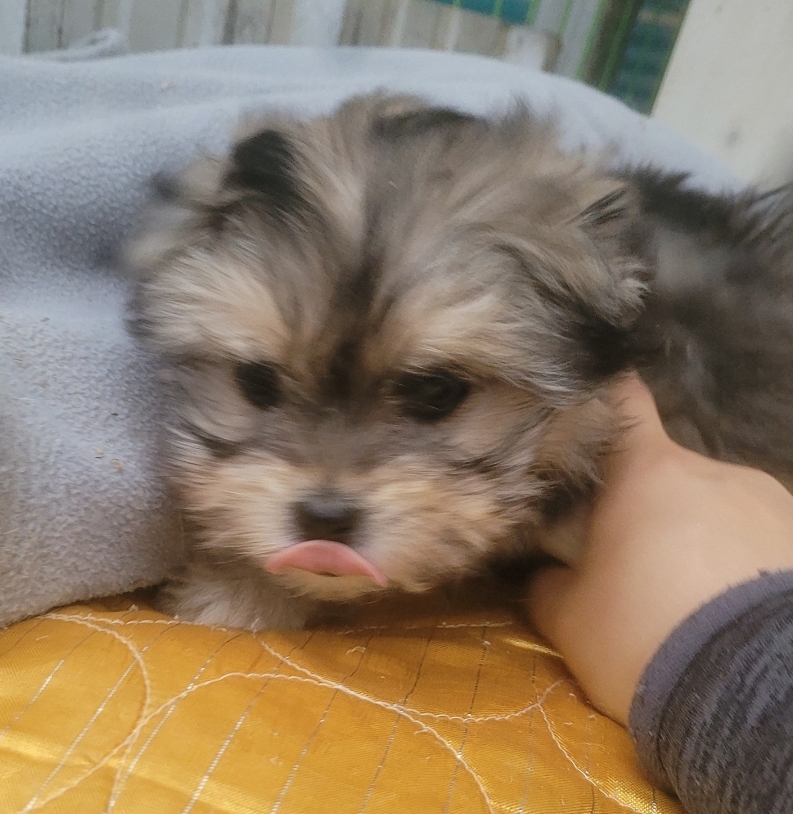 유기동물보호센터_447507202400020
