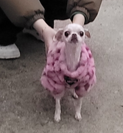 유기동물보호센터_447507202400022