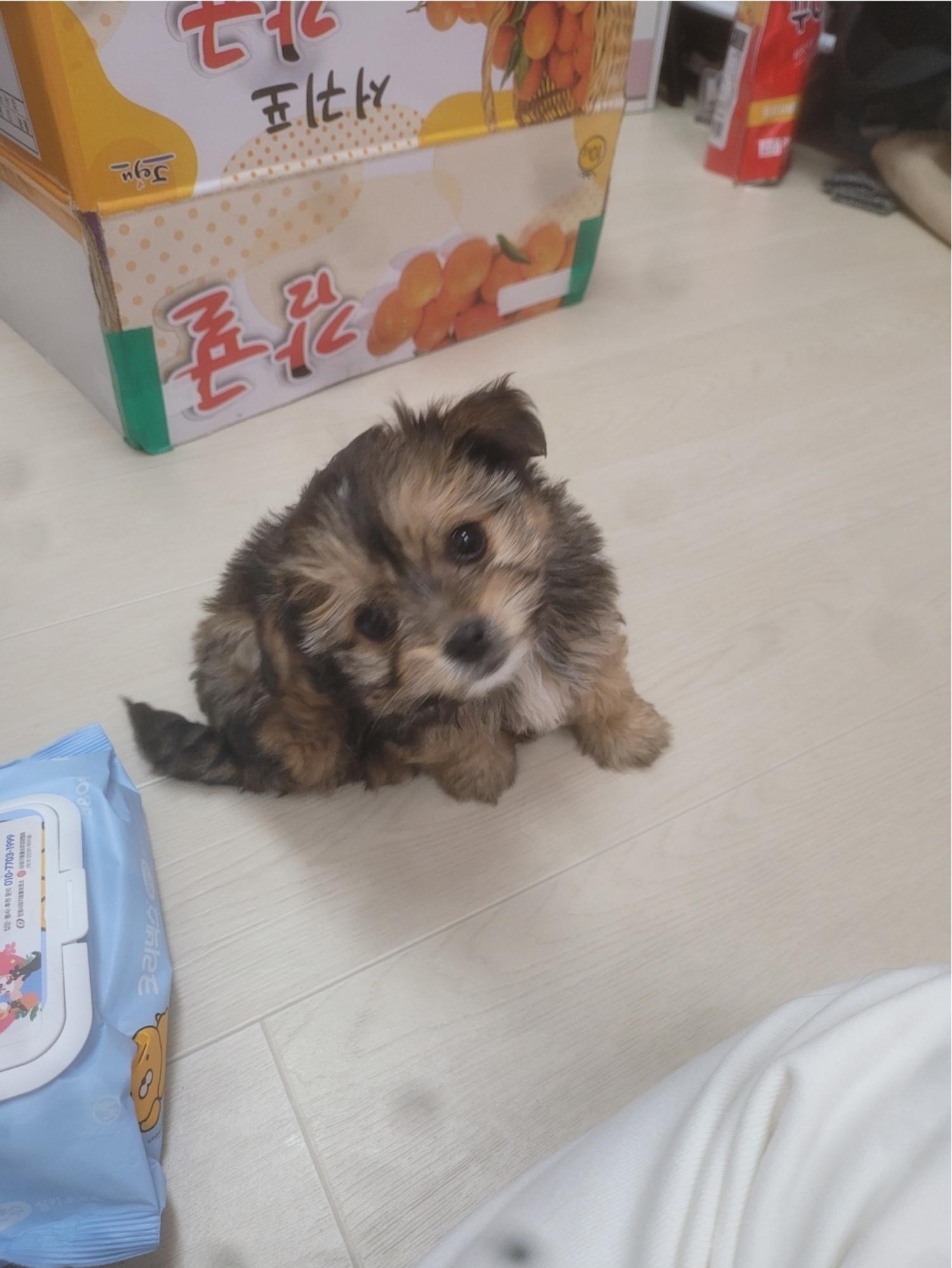 유기동물보호센터_447507202400021