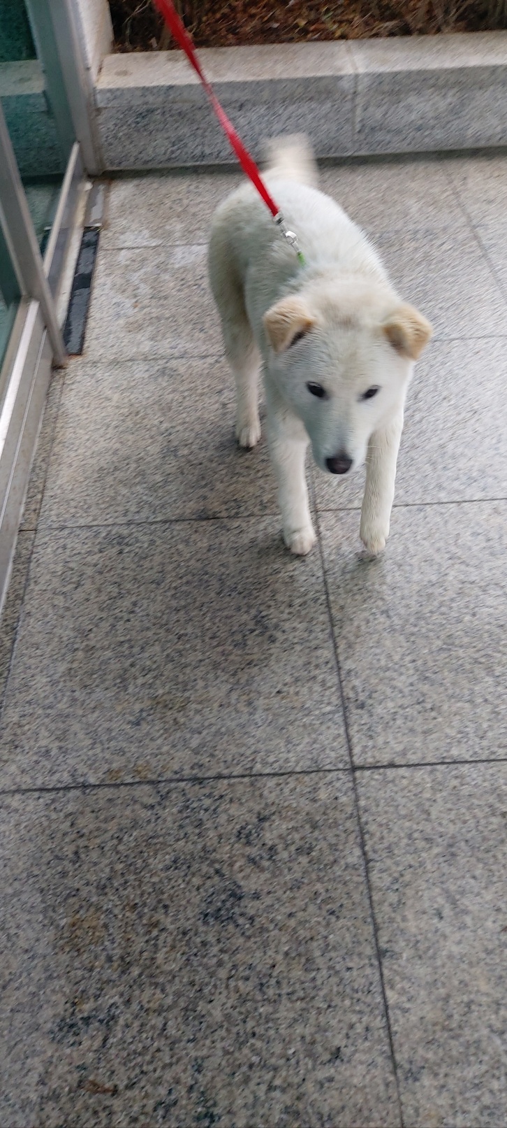 보령시유기동물보호소_444451202400083