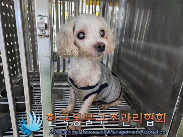 종료(자연사) 말티…