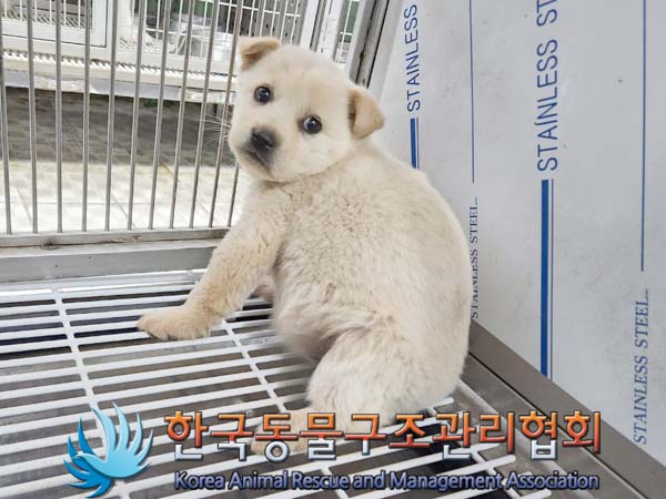 종료(안락사) 믹스…