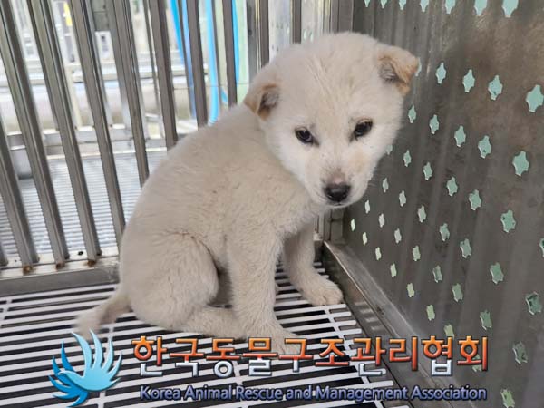 한국동물구조관리협회_441406202400170