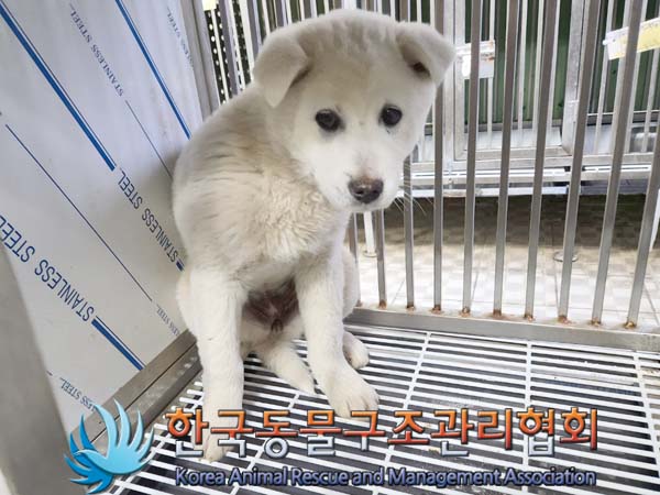 한국동물구조관리협회_441406202400165