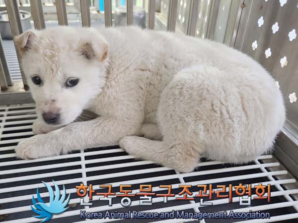 한국동물구조관리협회_441406202400169