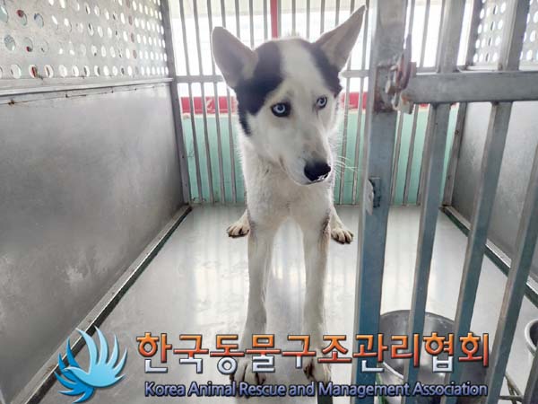 종료(안락사) 시베…