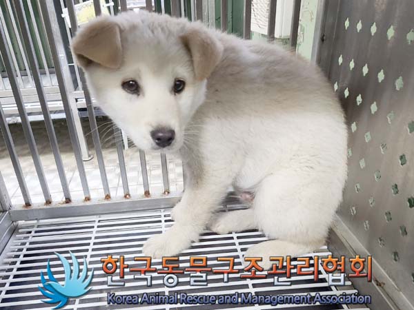 한국동물구조관리협회_441406202400166