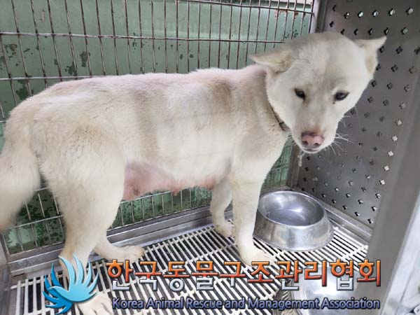 종료(안락사) 믹스…