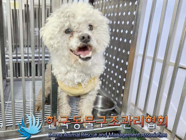 종료(안락사) 비숑…
