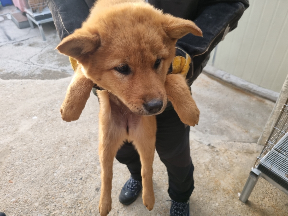 양산시 동물보호센터_448538202400046
