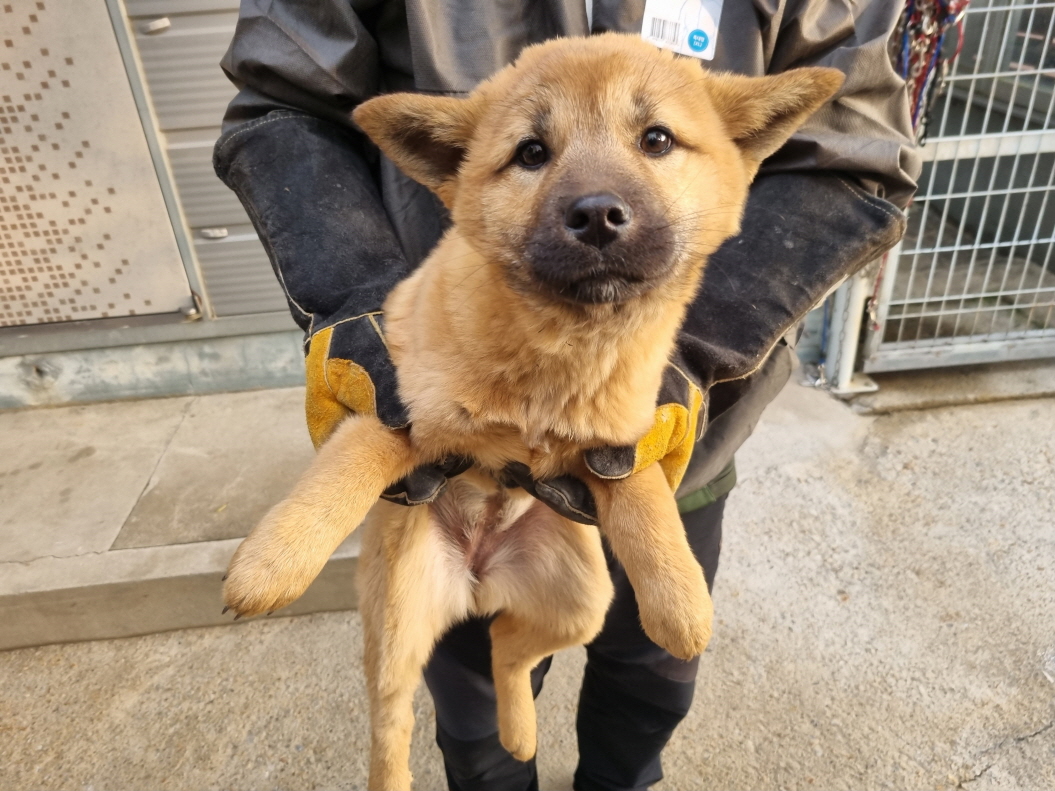 양산시 동물보호센터_448538202400045