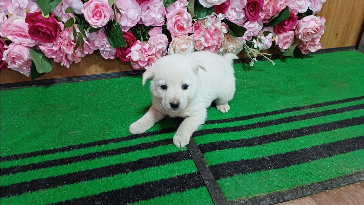 청도군동물보호소_447519202400072