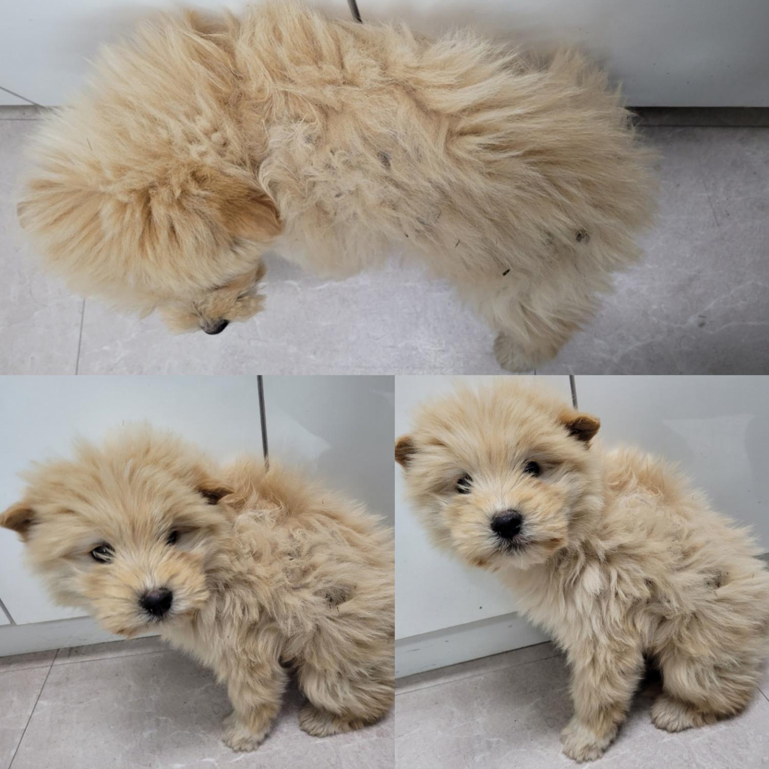 논산시 동물보호센터_444454202400097