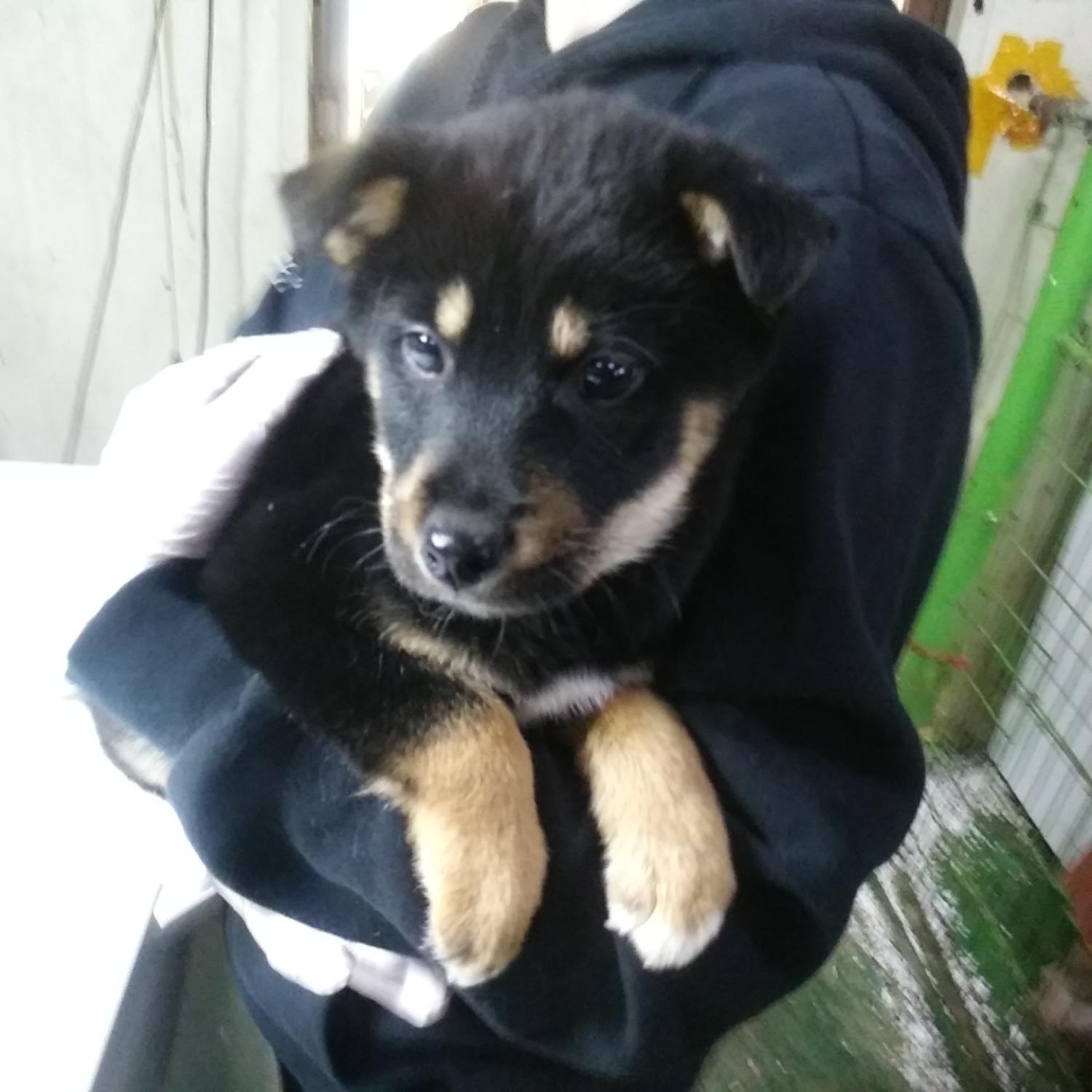 인천광역시수의사회_428351202400031