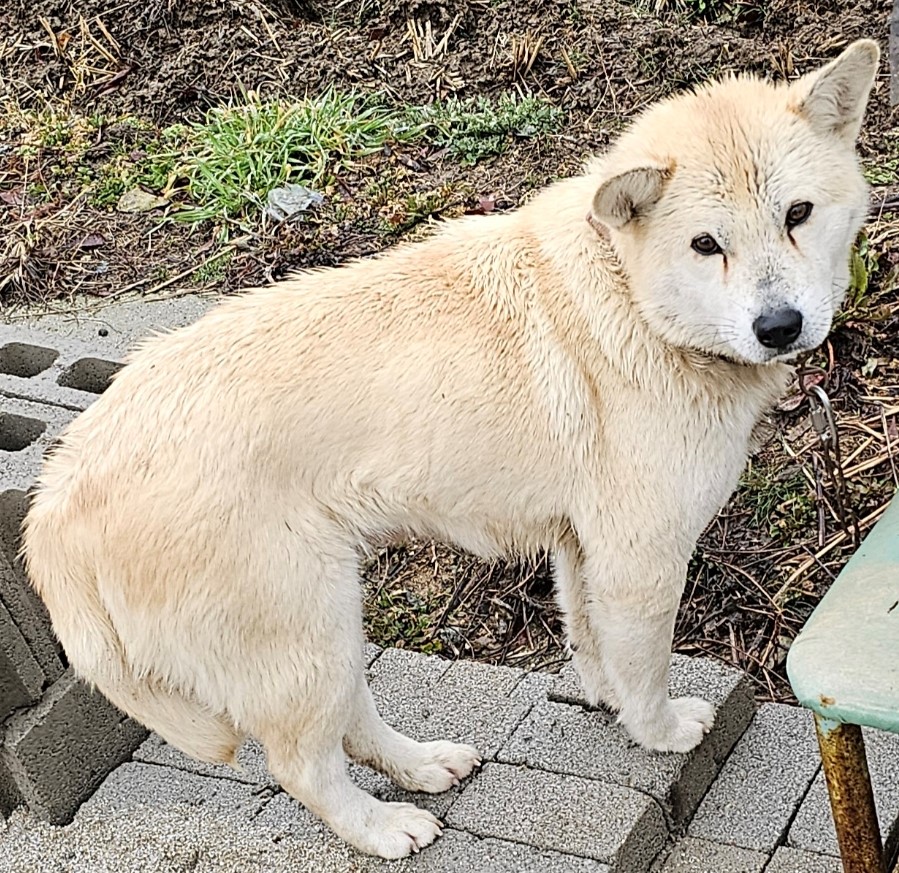 담양군 동물보호센터_446485202400056