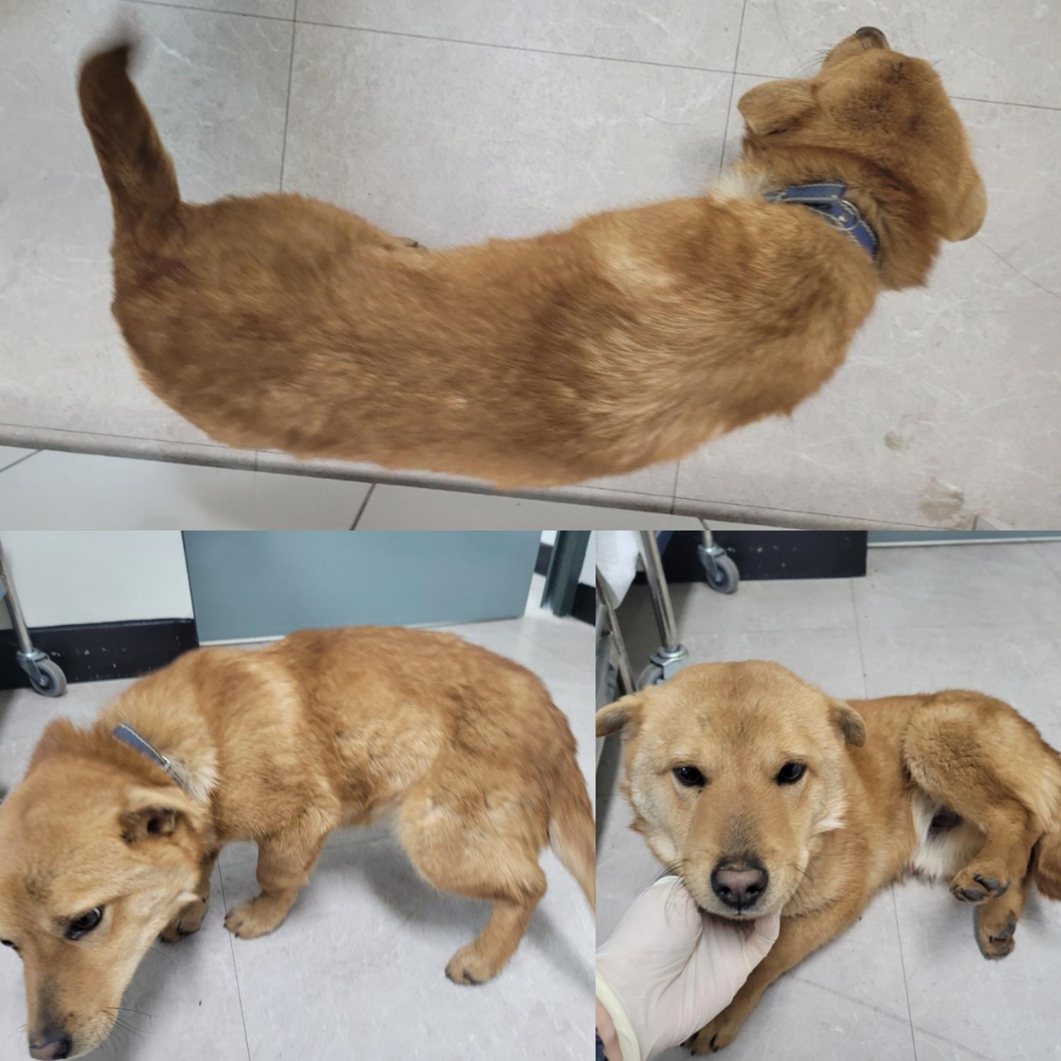 논산시 동물보호센터_444454202400098