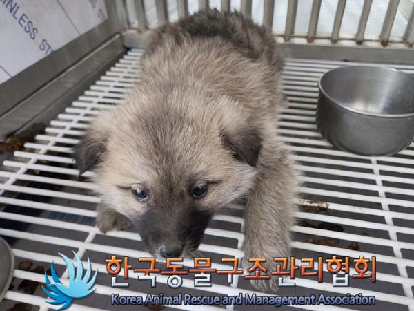 한국동물구조관리협회_441559202400082