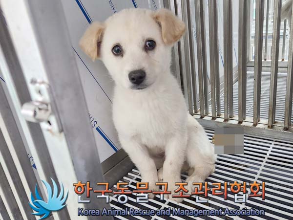한국동물구조관리협회_441409202400169