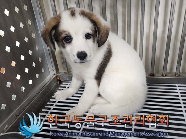 한국동물구조관리협회_411305202400004