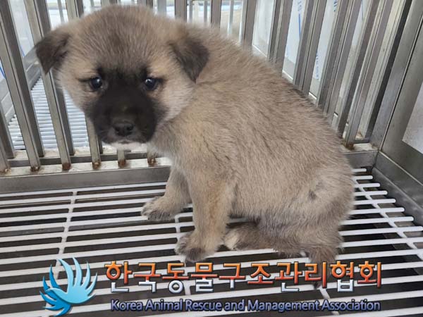 한국동물구조관리협회_441559202400081