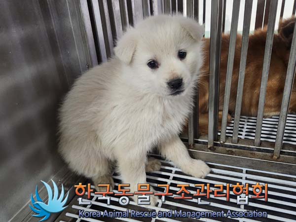 종료(자연사) 믹스…