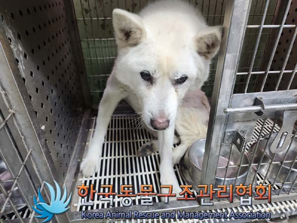 한국동물구조관리협회_411317202400006