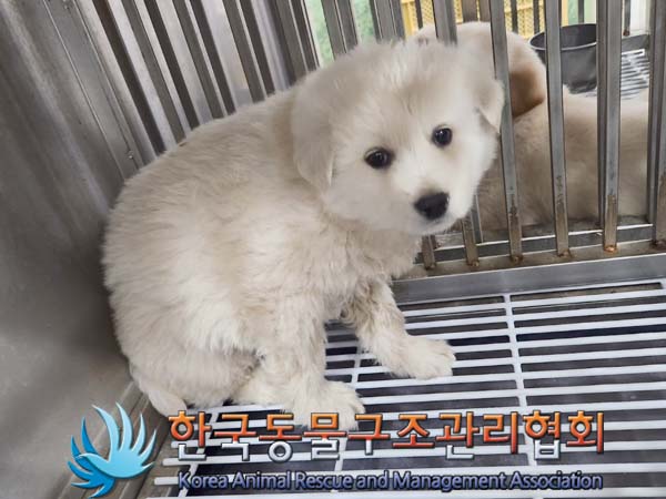 종료(안락사) 믹스…