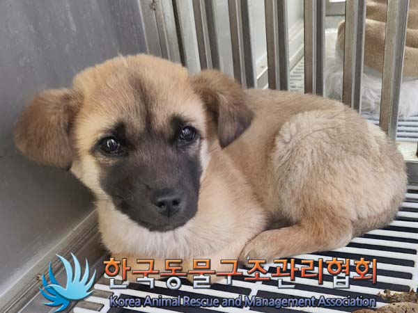 한국동물구조관리협회_441409202400170