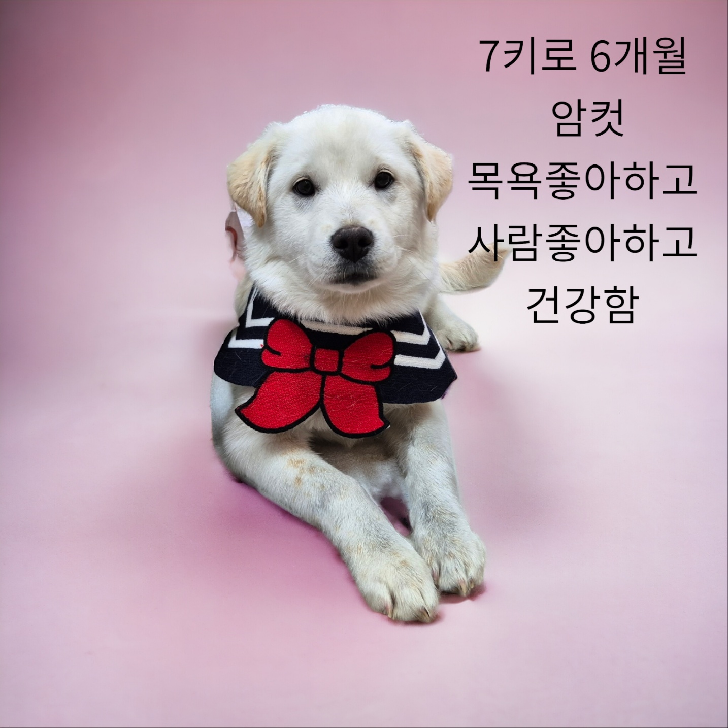 성주유기동물보호센터_447521202400063